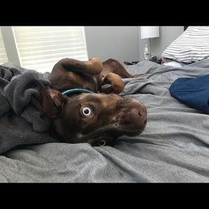 Meet your Posher, Ian